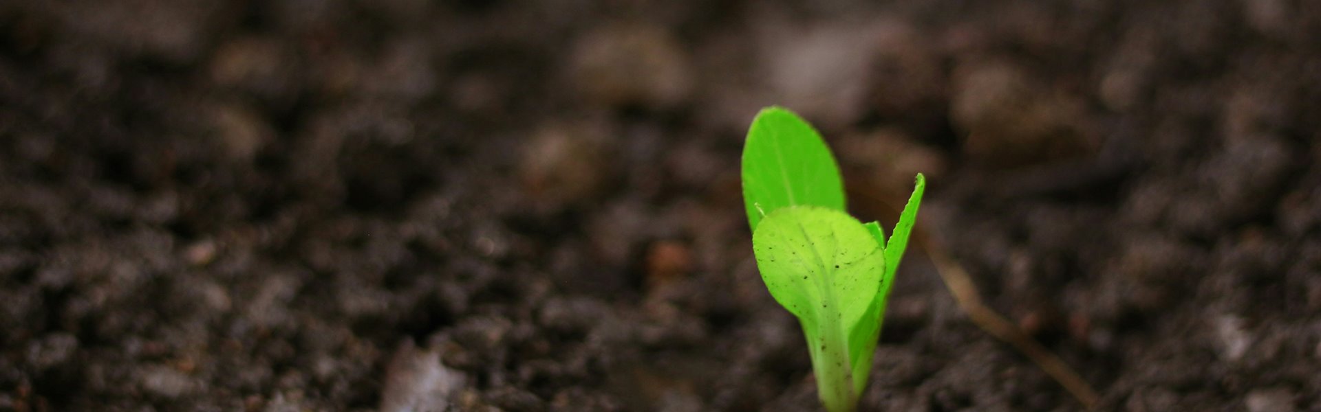 daniel-dan--fmxvhtcrmw-unsplash